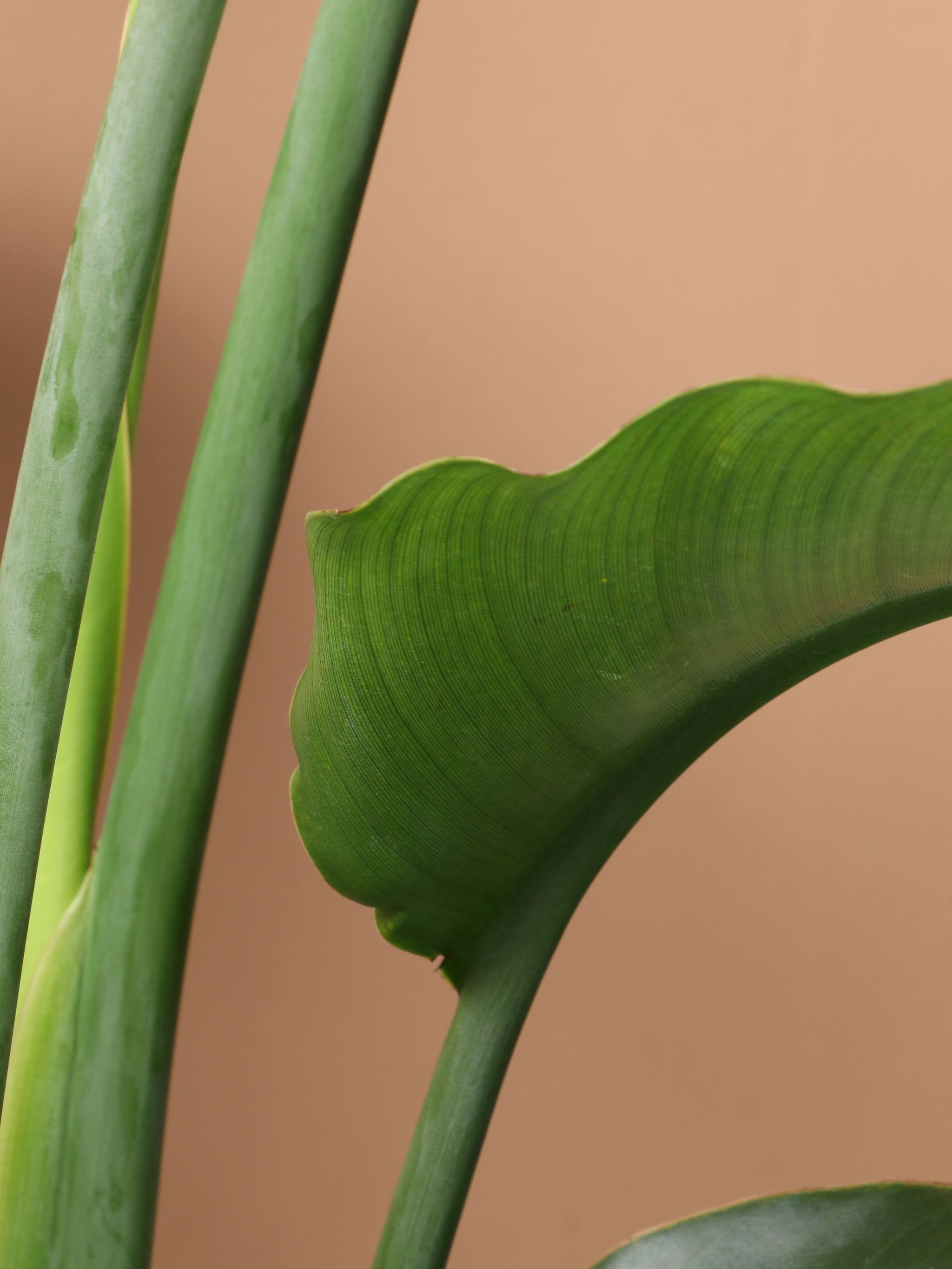 Extra Large Bird Of Paradise