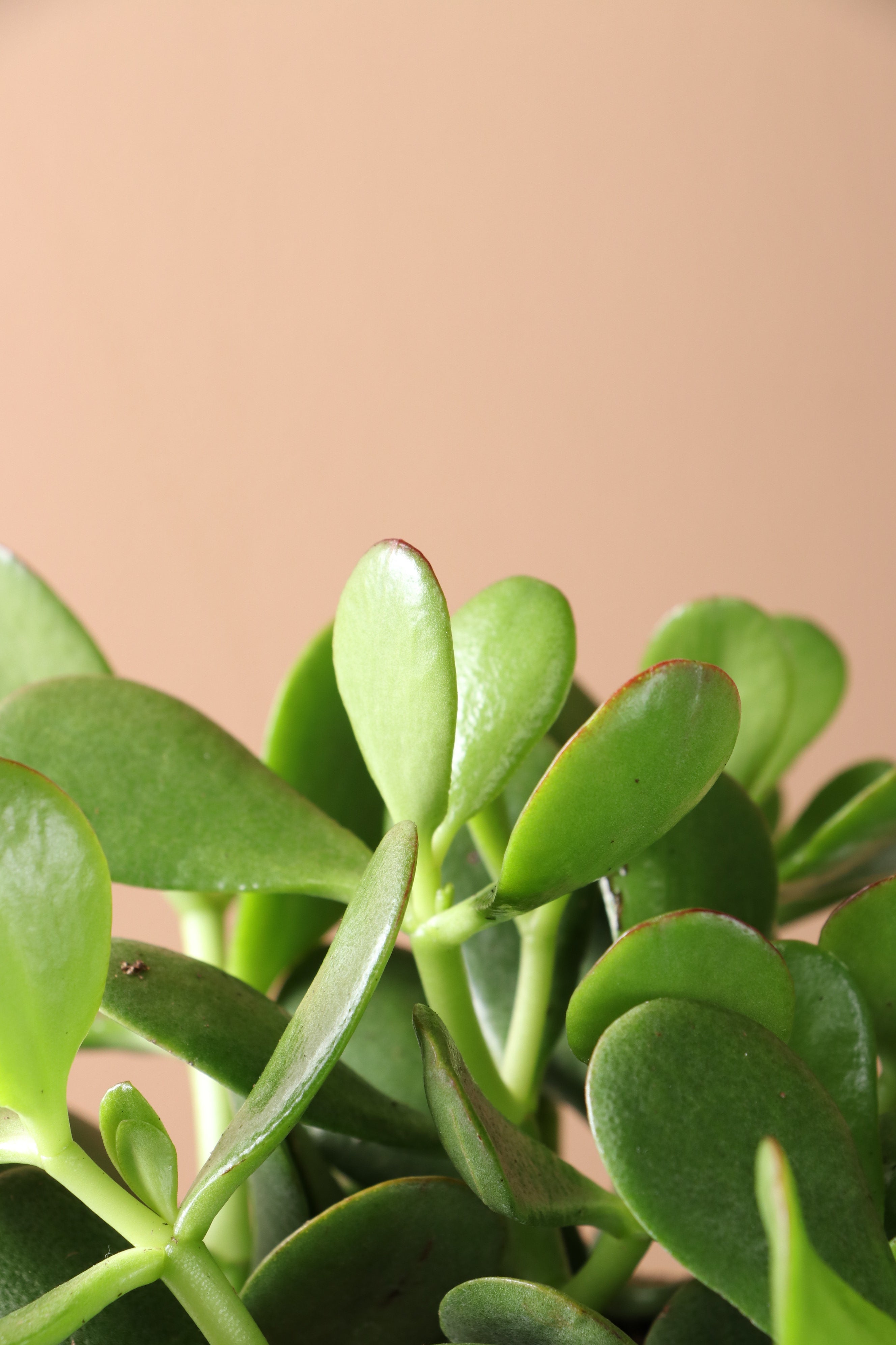 Medium Jade Plant