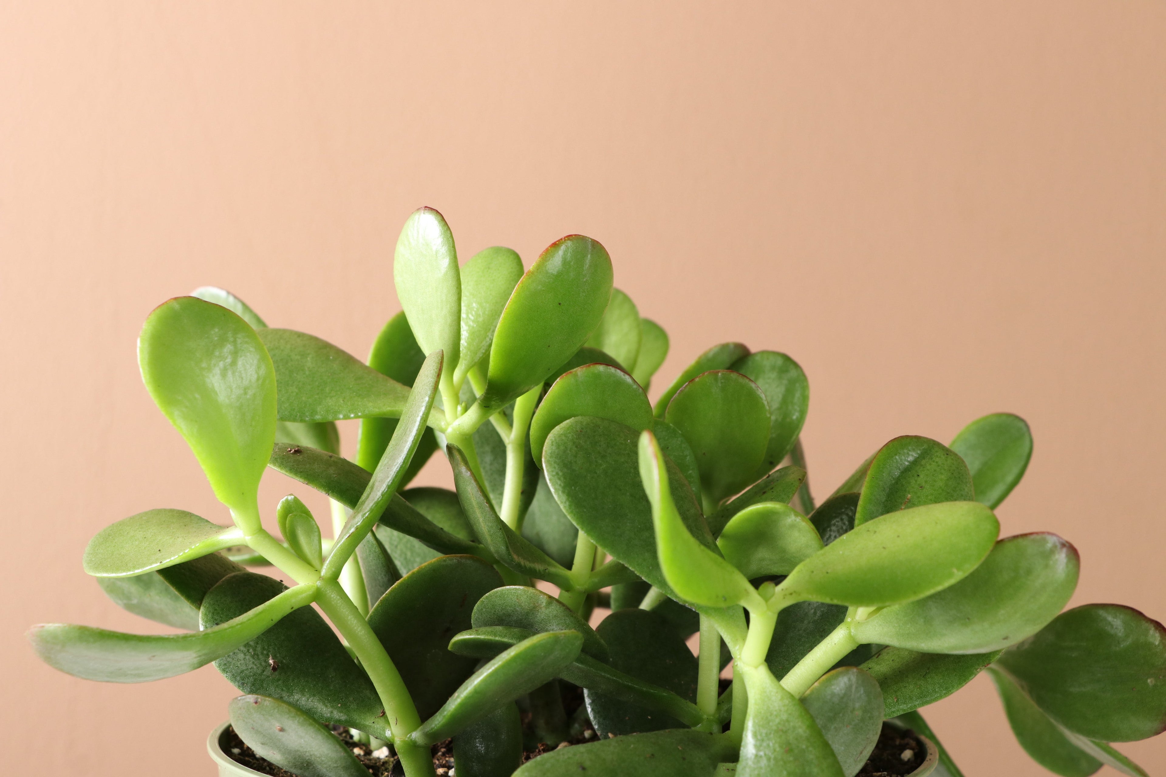 Medium Jade Plant