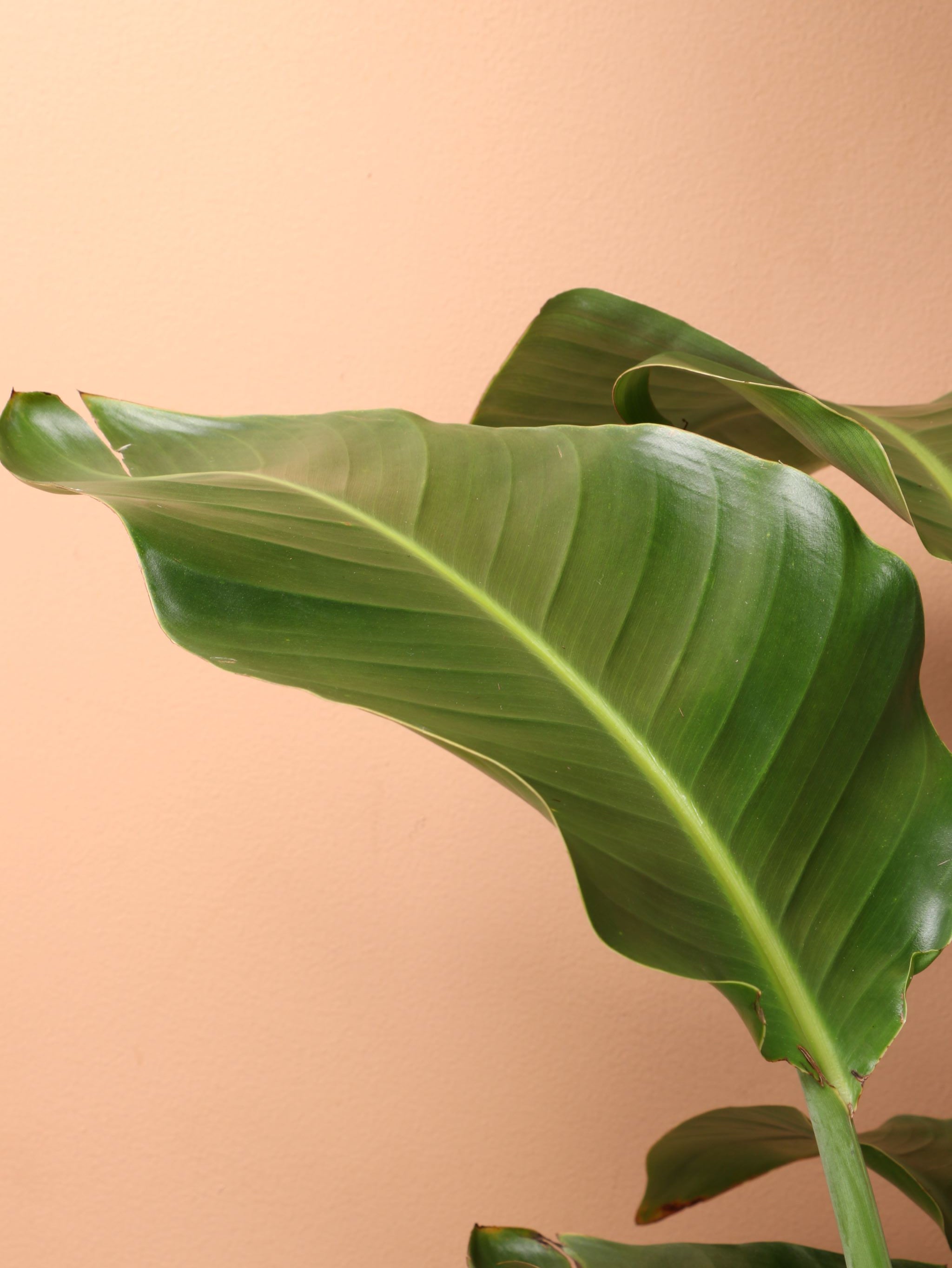Extra Large Bird Of Paradise