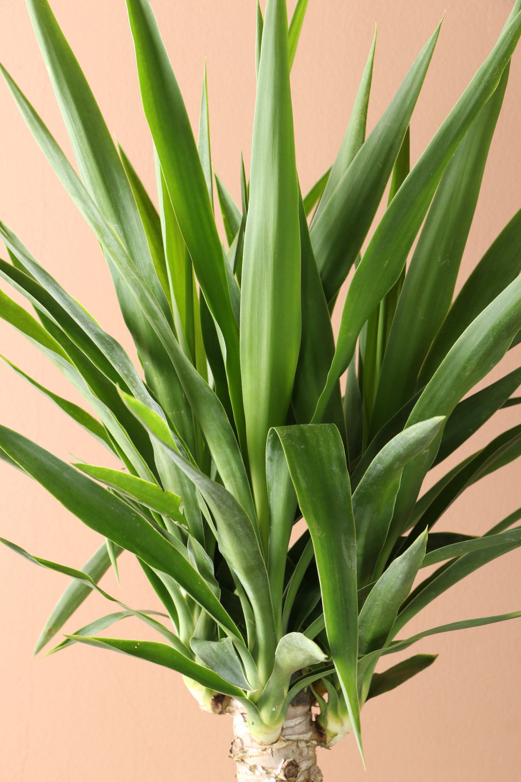 Medium Yucca Cane