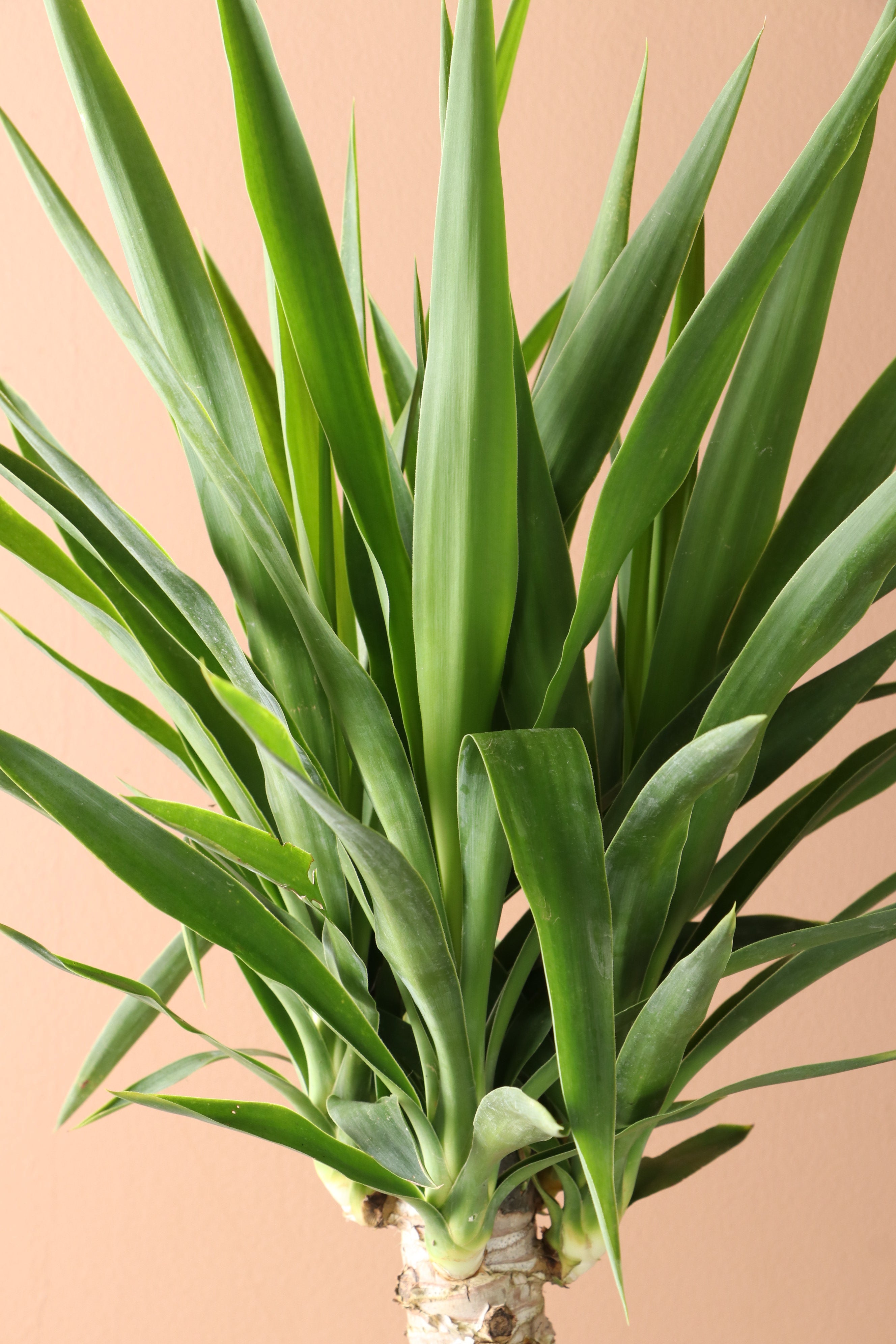 Medium Yucca Cane