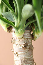 Medium Yucca Cane