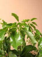 Extra Large Schefflera 'Amate'