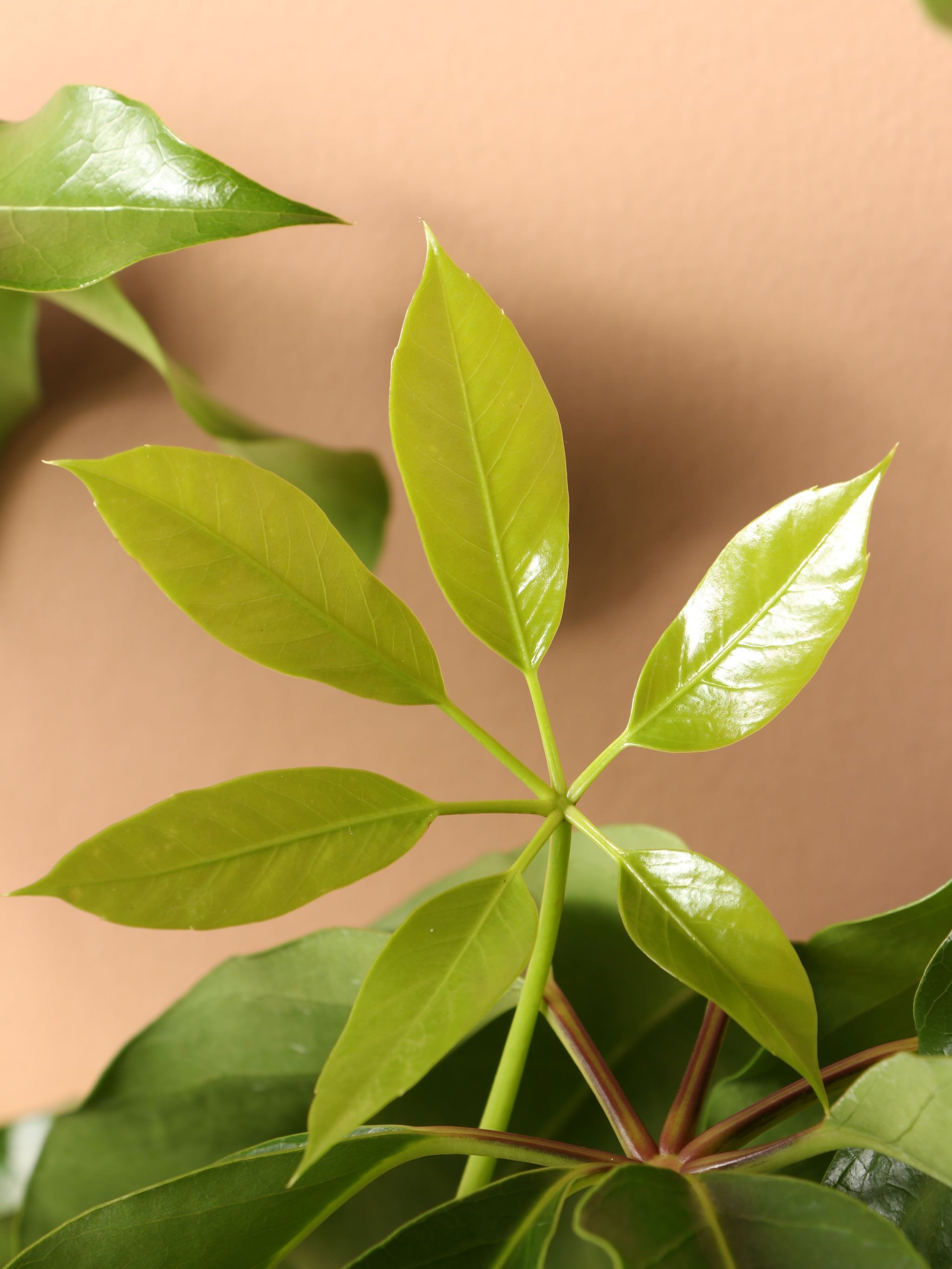 Extra Large Schefflera 'Amate'