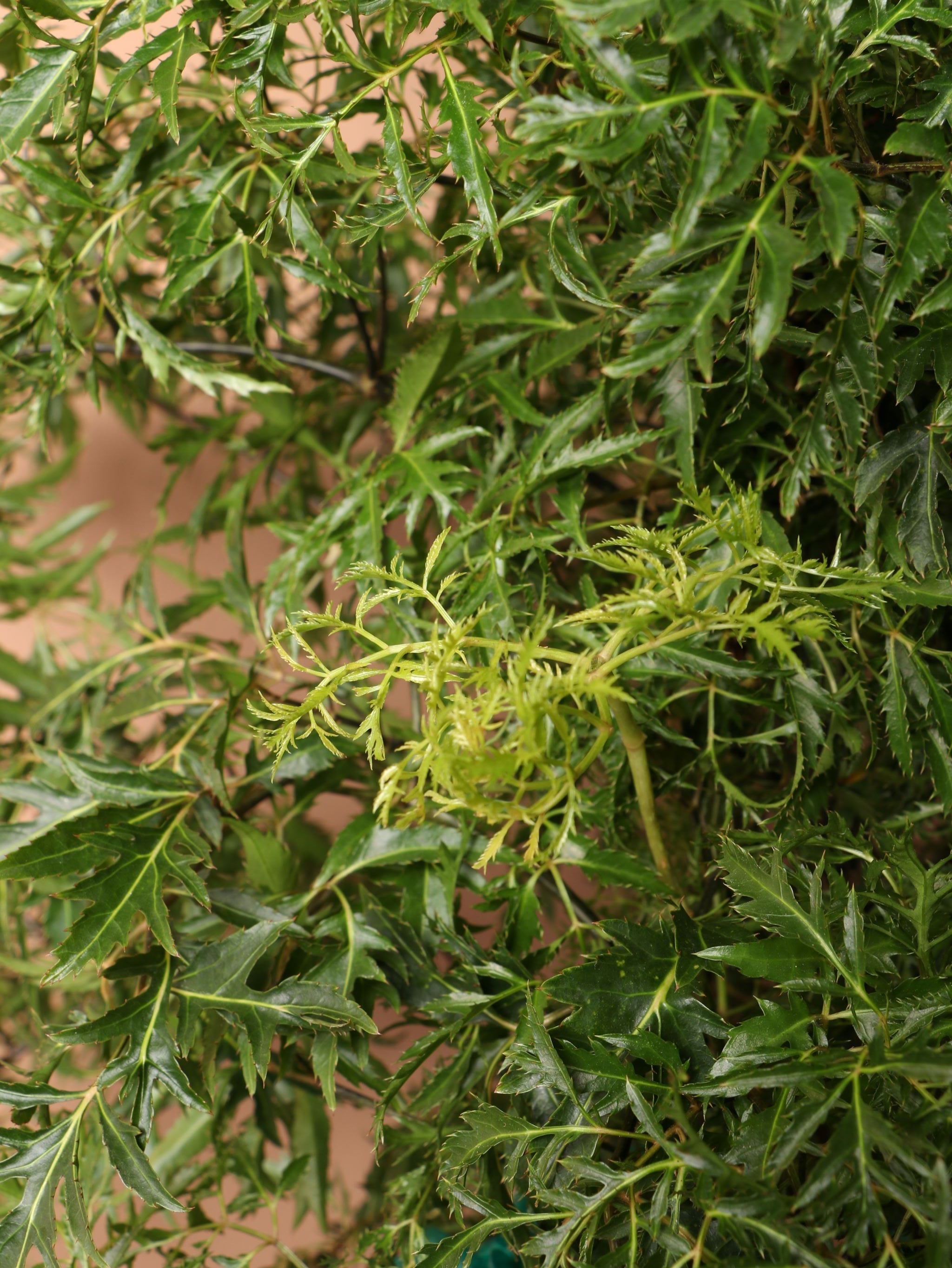 Extra Large Ming Aralia