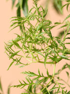 Extra Large Ming Aralia