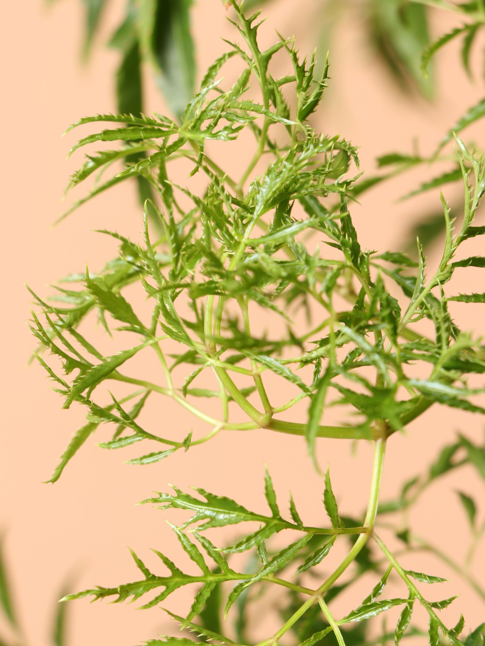 Extra Large Ming Aralia