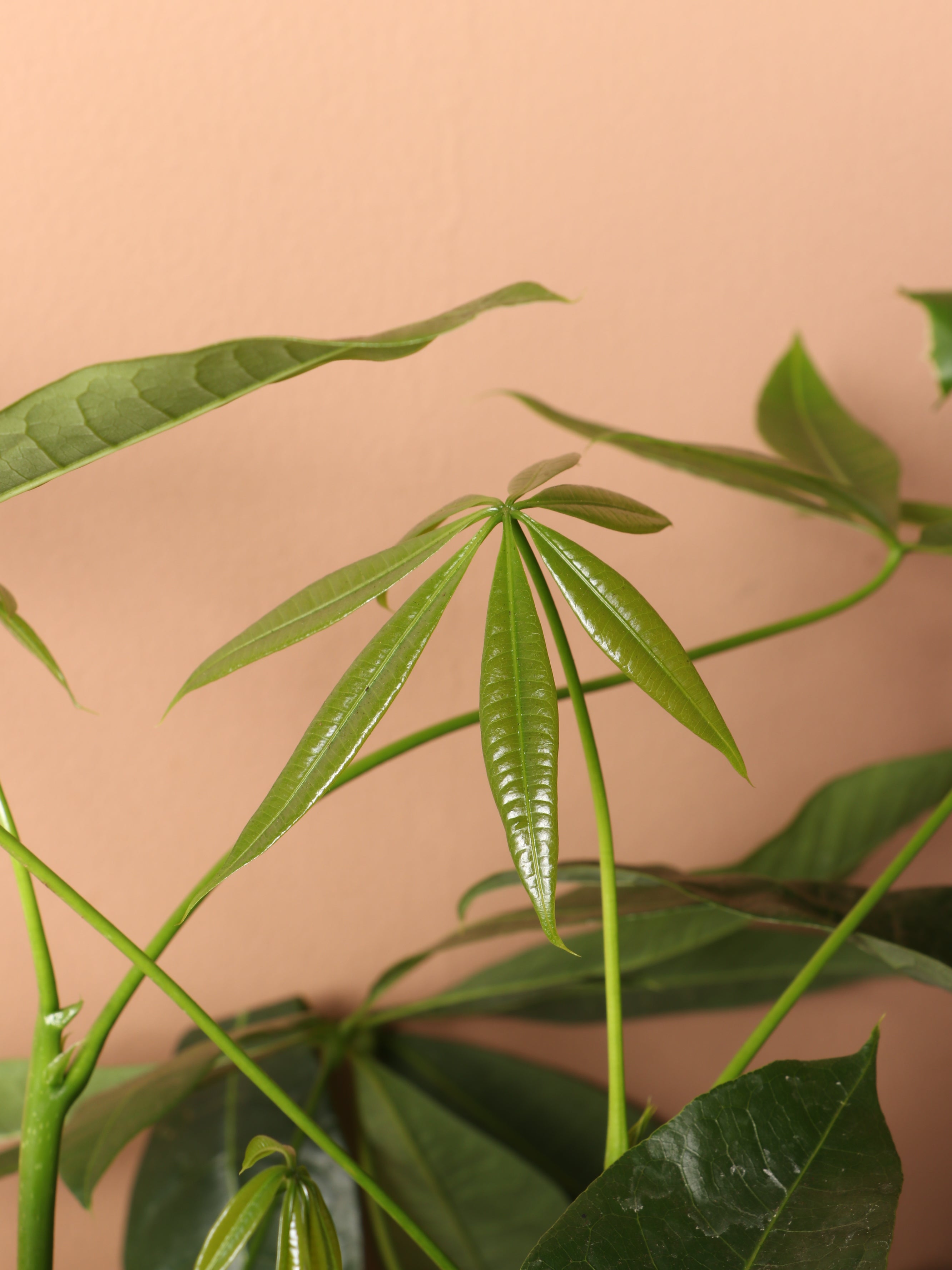 Extra Large Money Tree