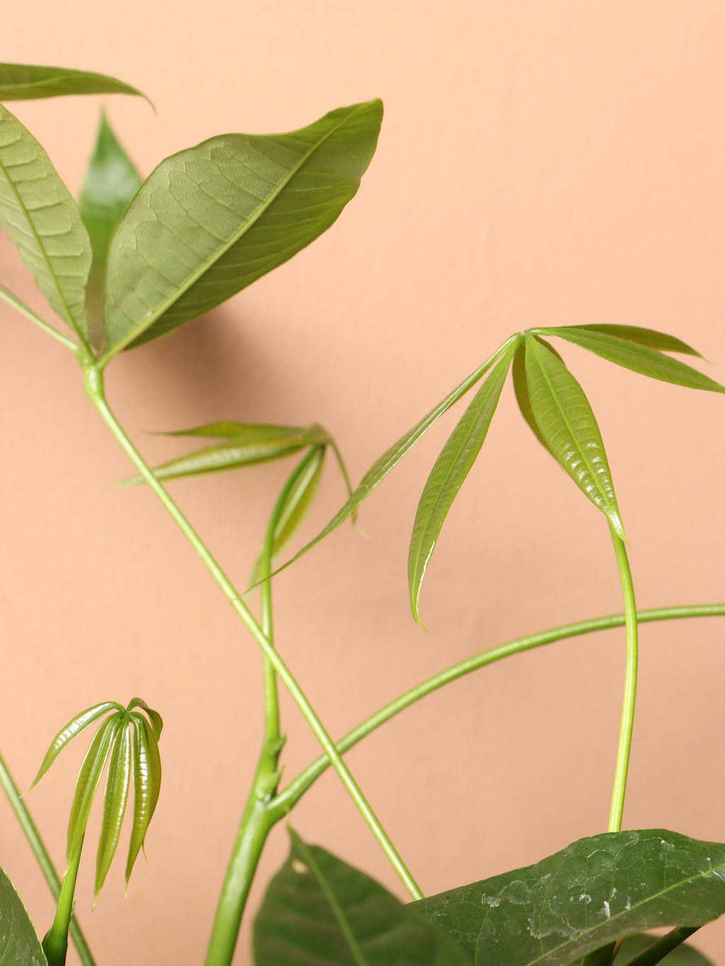 Extra Large Money Tree