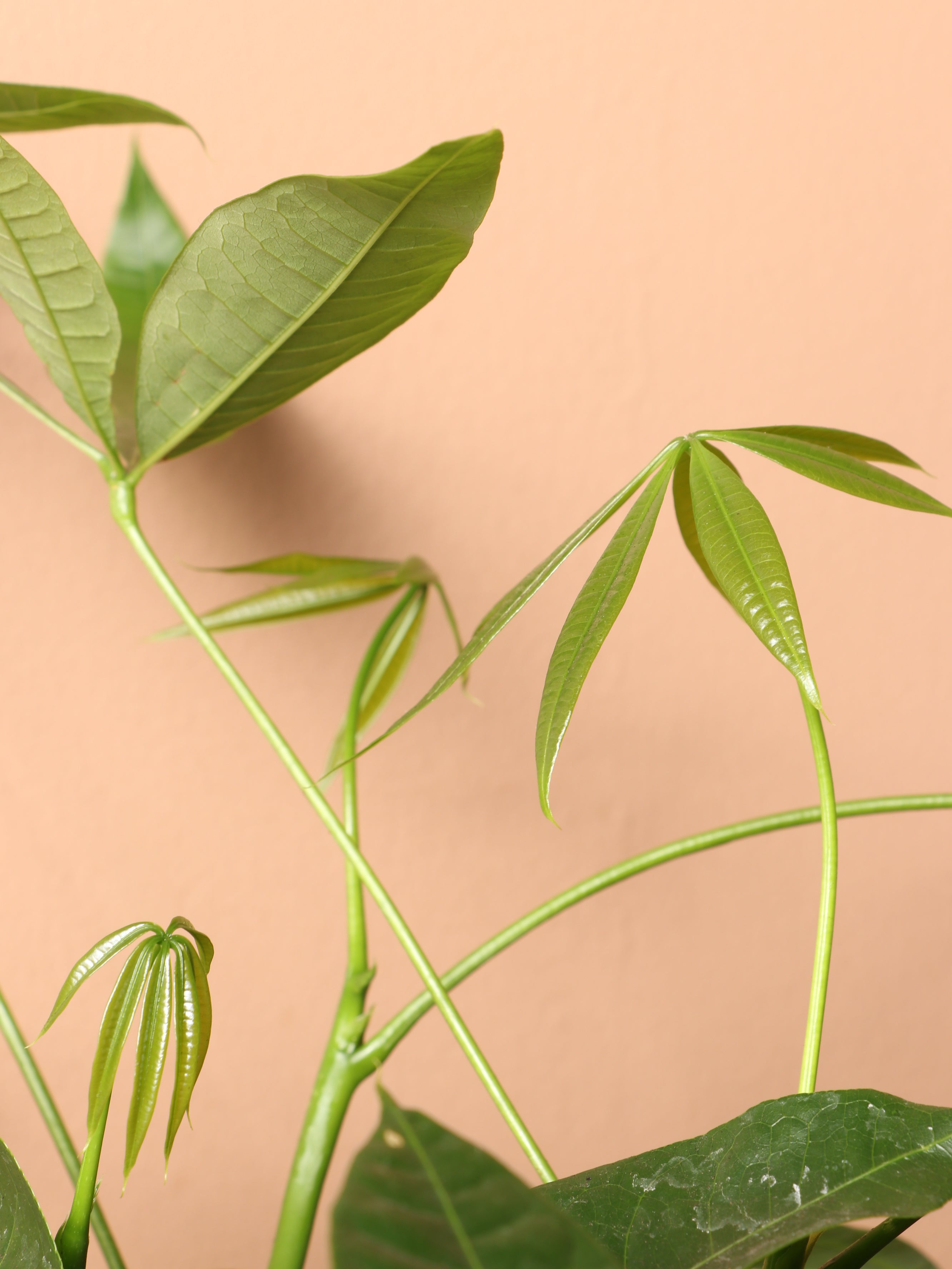 Extra Large Money Tree