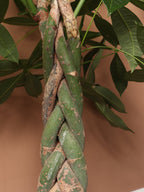 Extra Large Money Tree