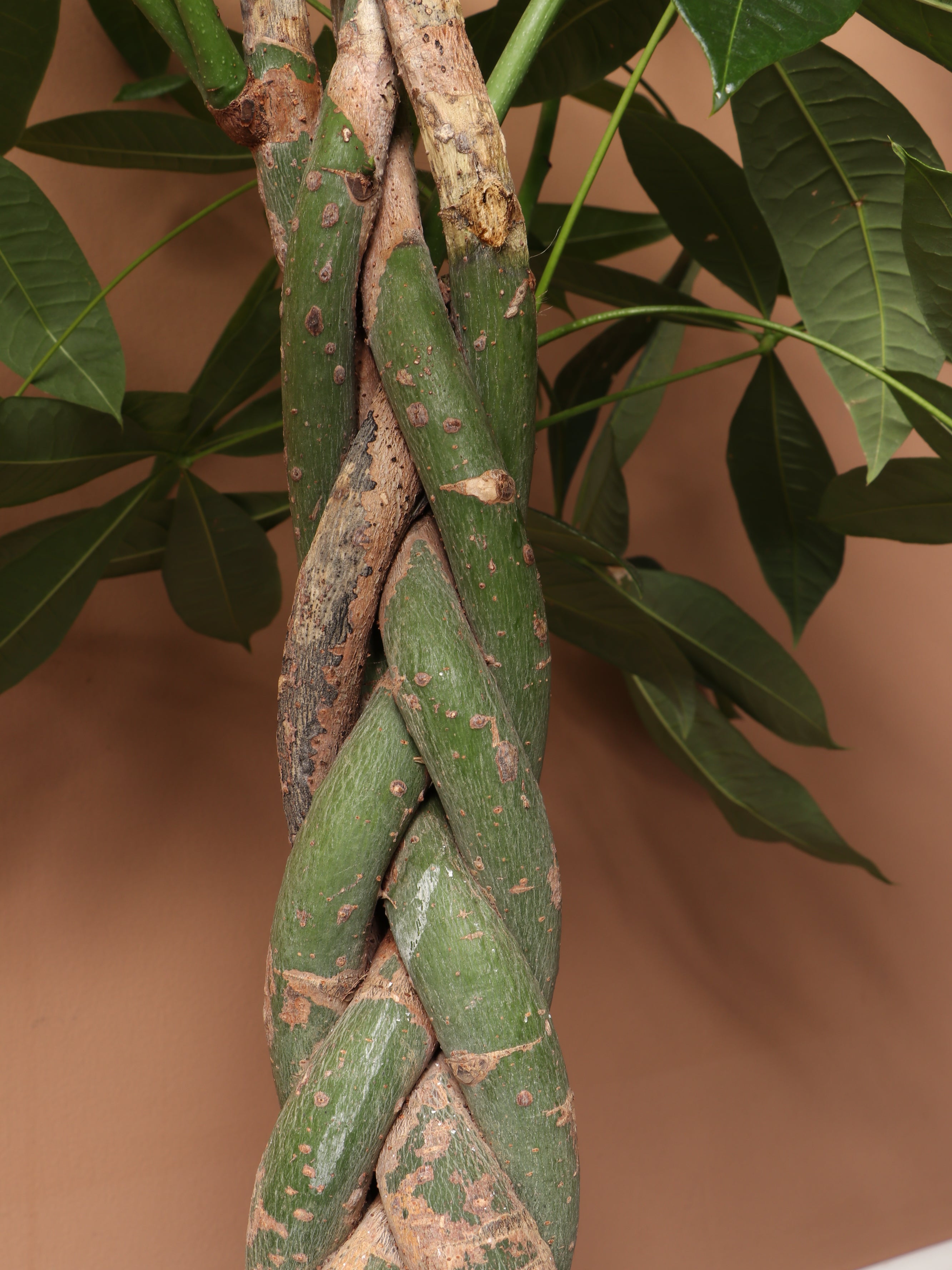 Extra Large Money Tree