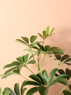 Extra Large Schefflera 'Arboricola'