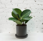 Medium Ficus Audrey