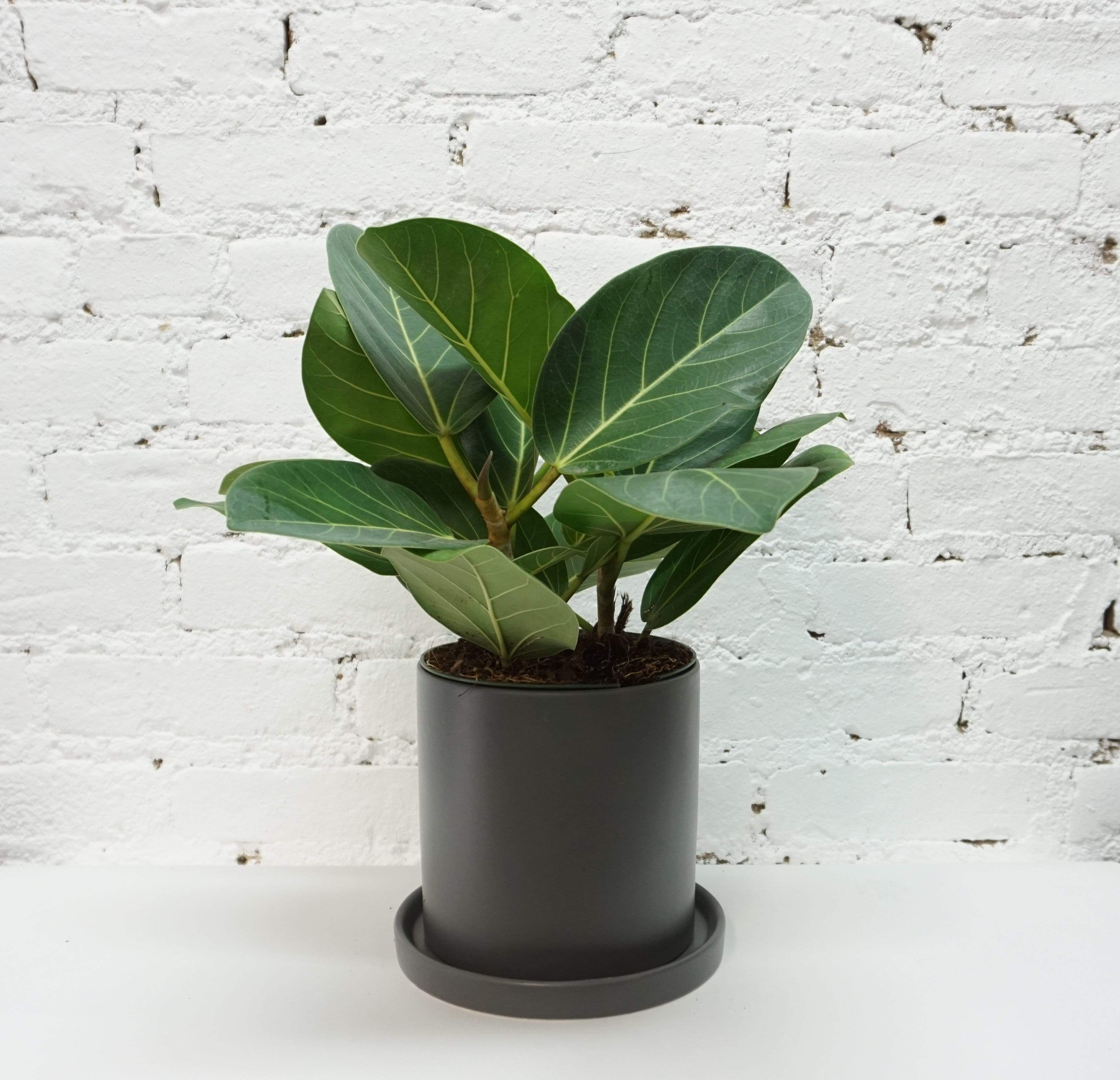 Medium Ficus Audrey