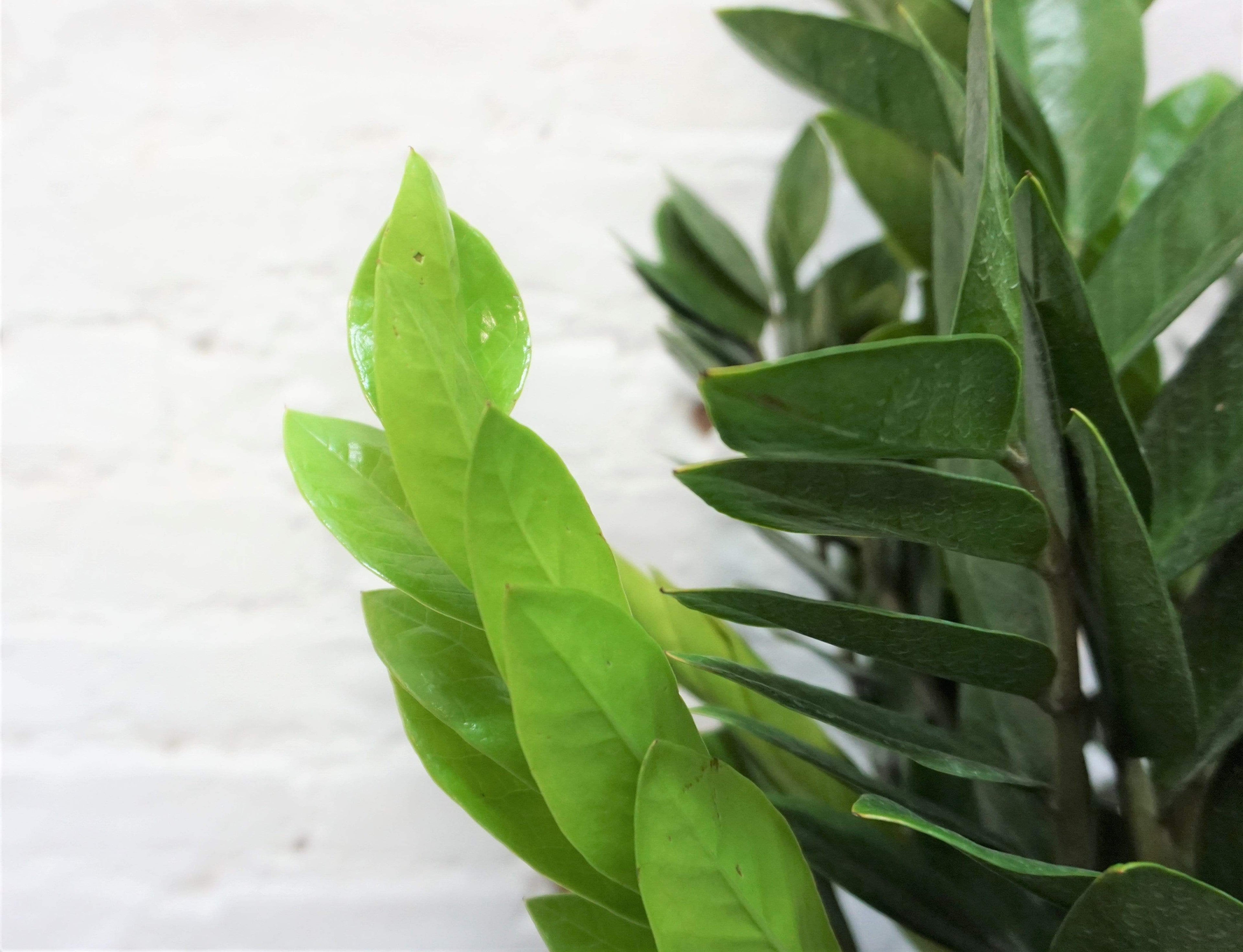 Large ZZ Plant