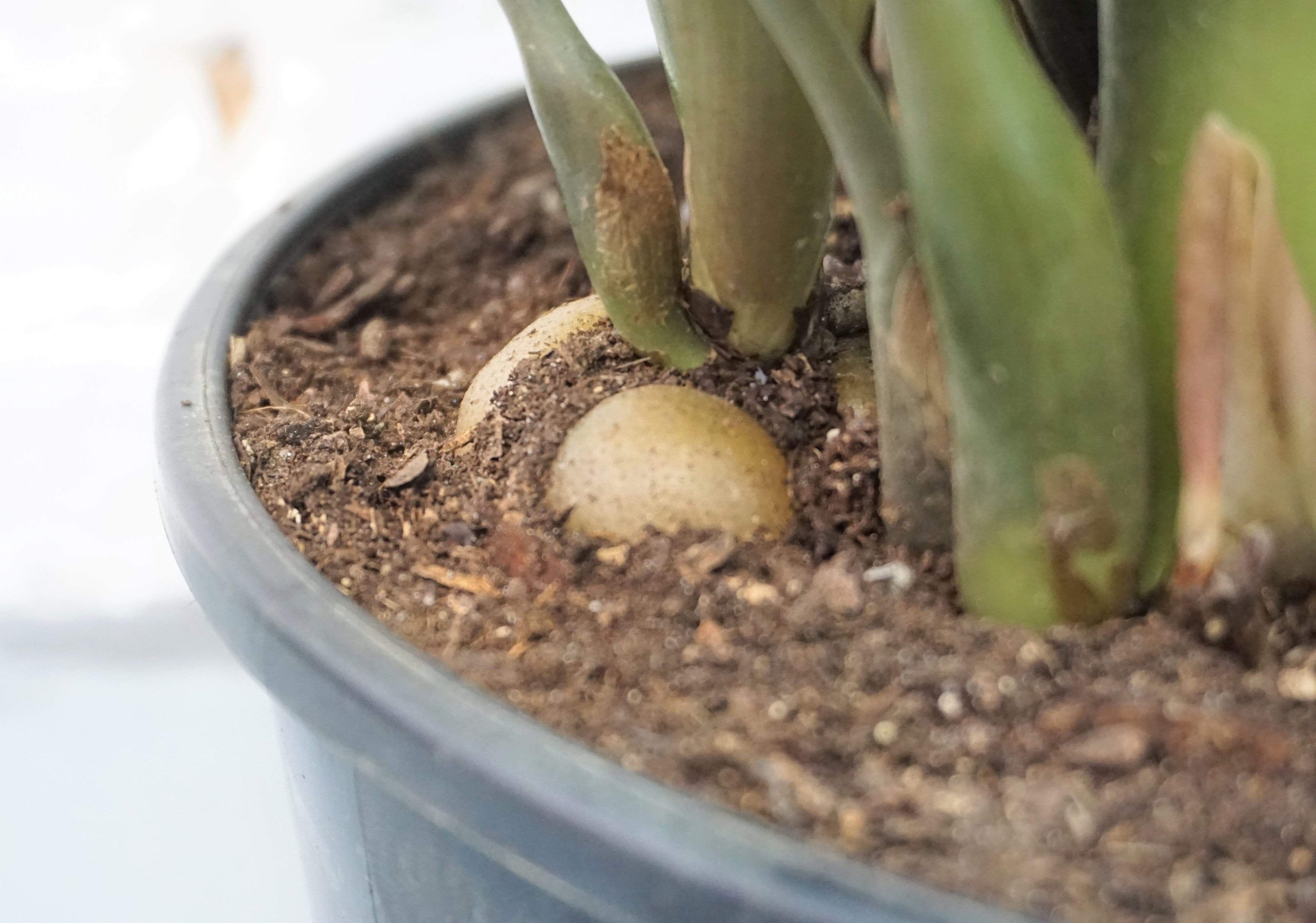 Large ZZ Plant