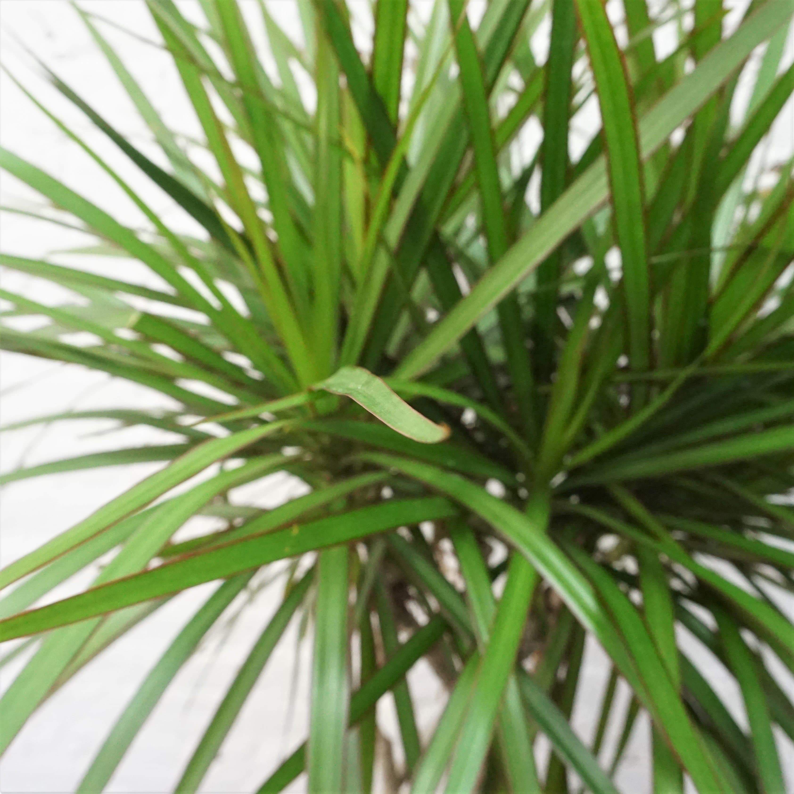 Large Dracaena Marginata (Braided)