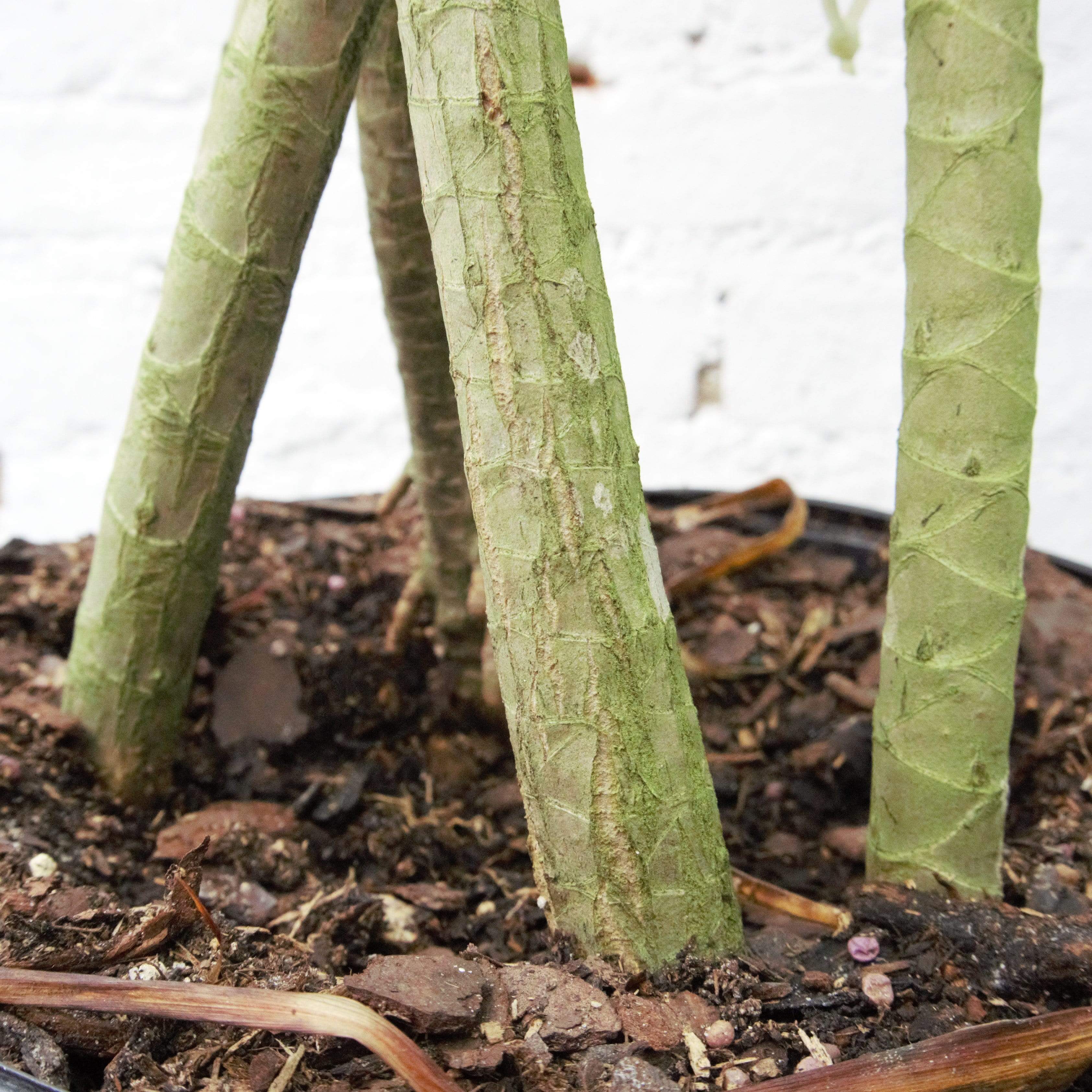 Large Dracaena Marginata (Braided)