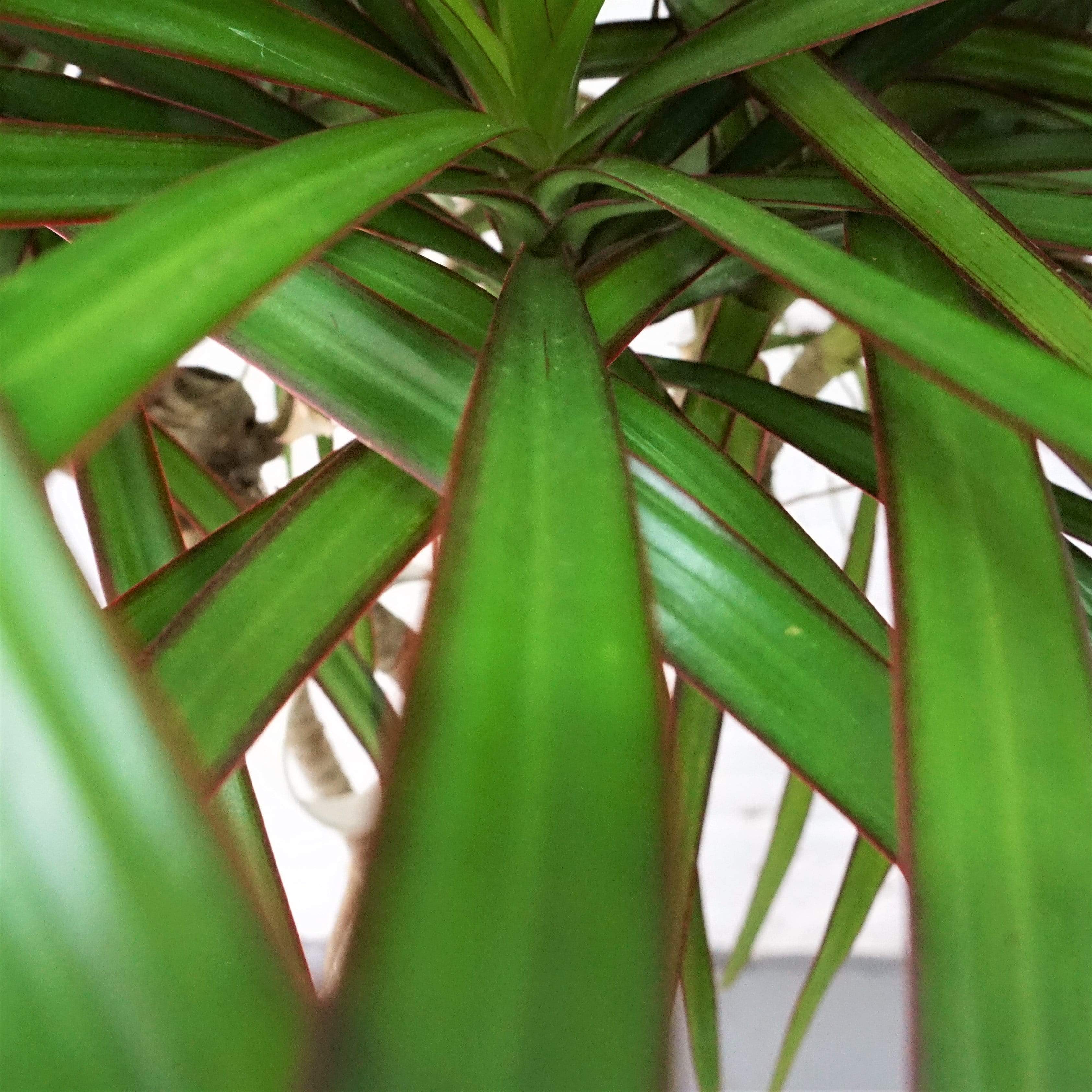 Large Dracaena Marginata (Braided)