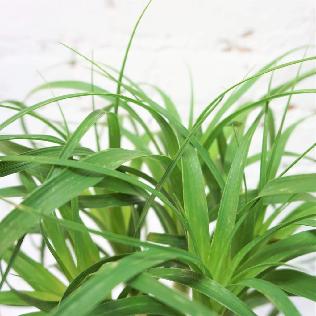 Medium Ponytail Palm