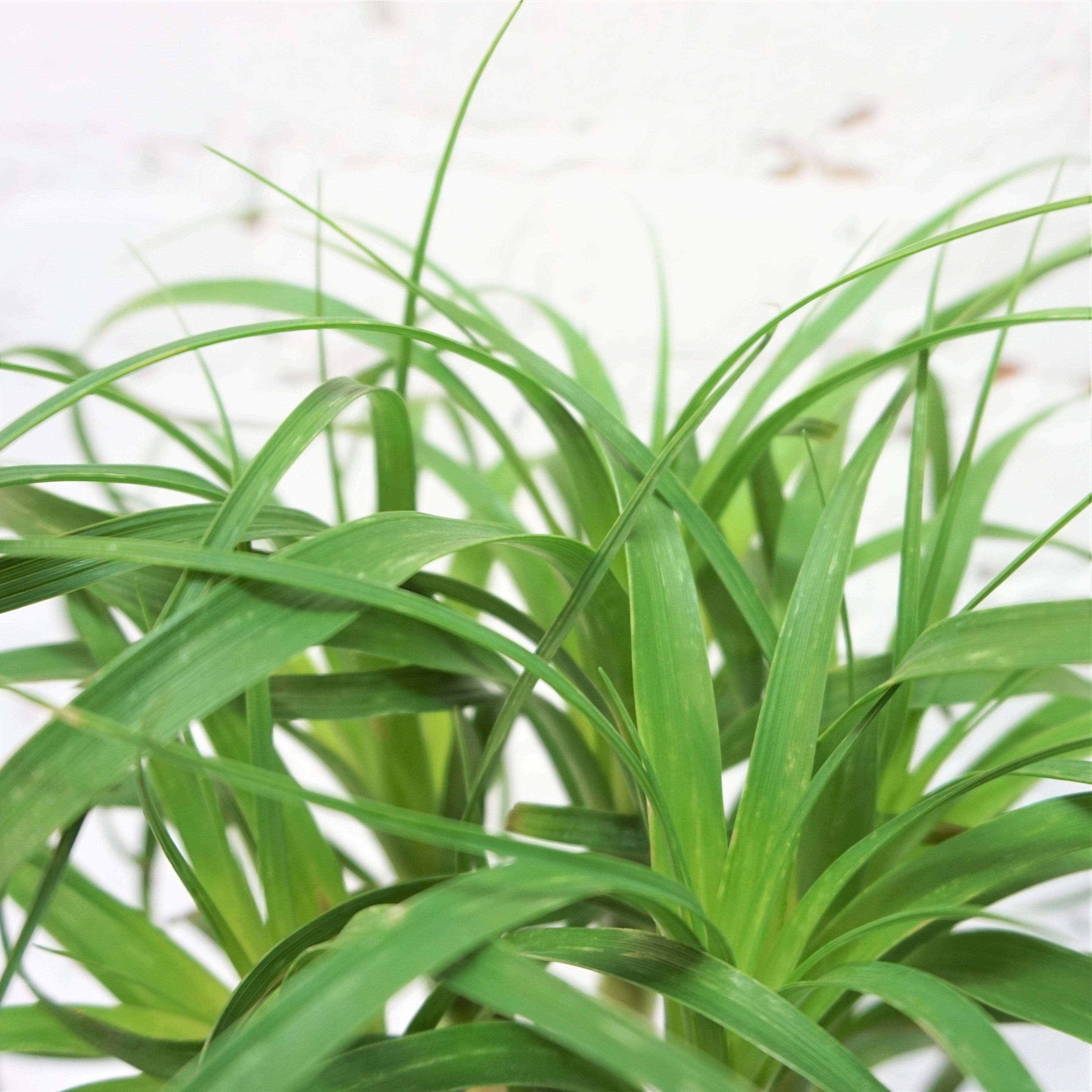 Medium Ponytail Palm