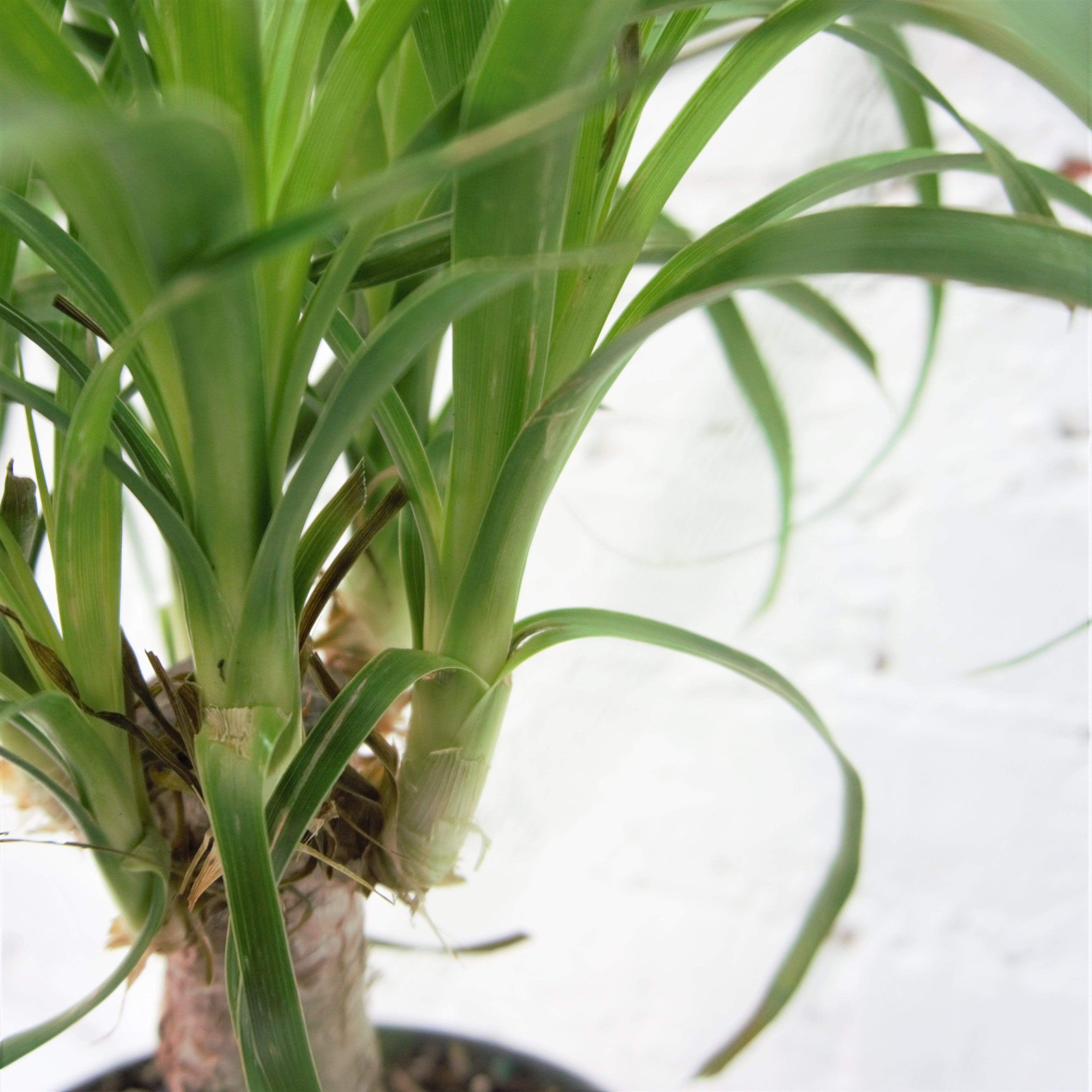 Medium Ponytail Palm