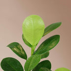 Extra Large Ficus Danielle