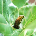 Extra Large Fiddle Leaf Fig Pole