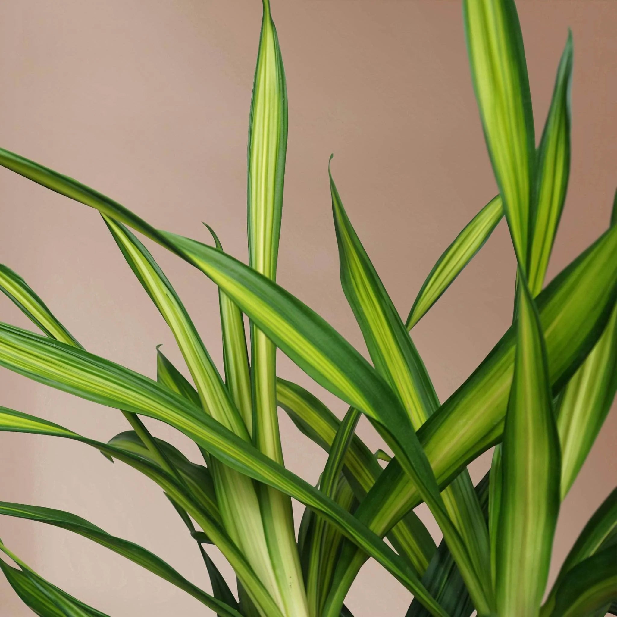 Large Dracaena Deremensis 'Rikki'