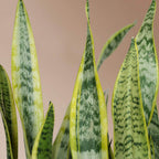 Large Snake Plant (trifasciata)