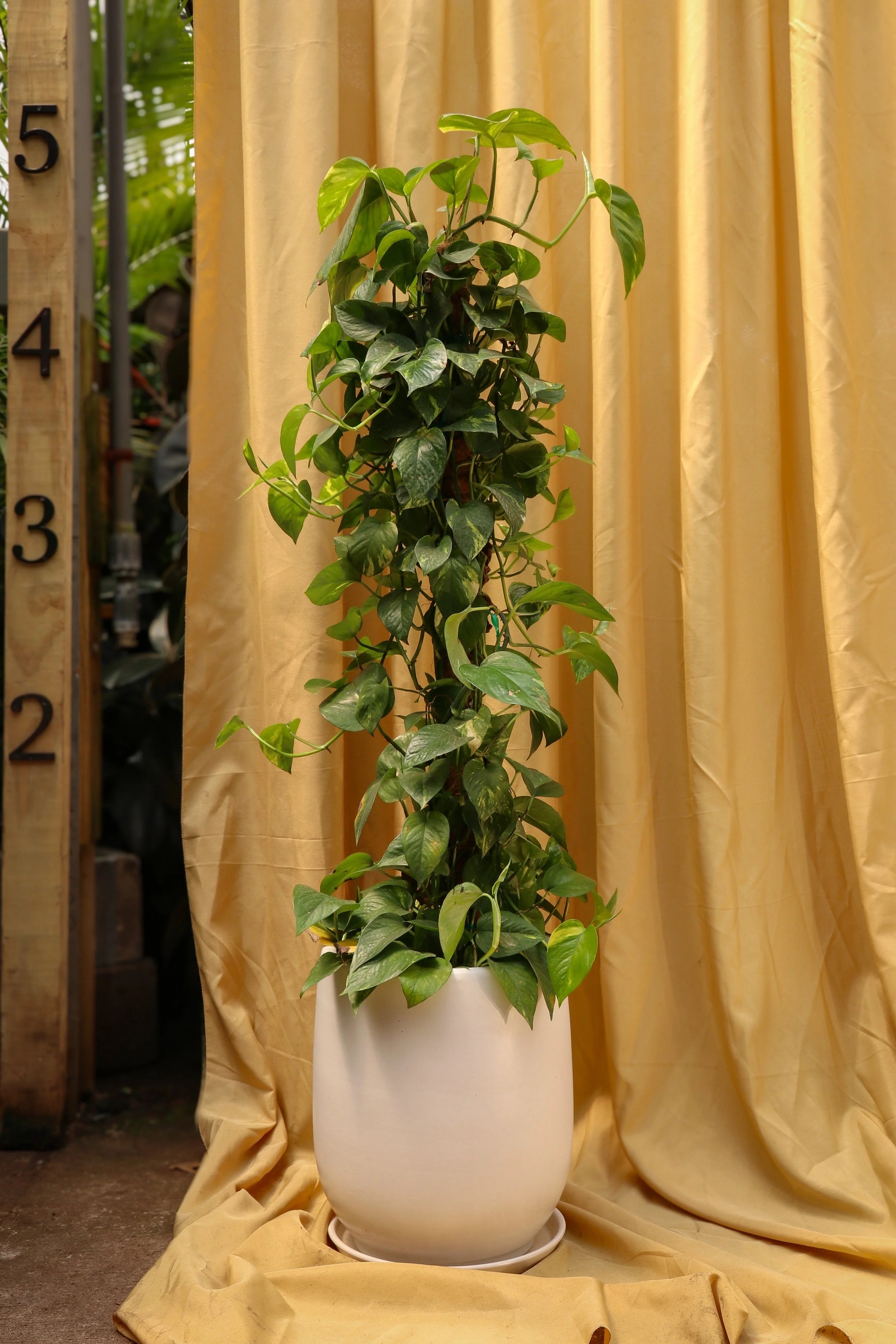 Large Pothos Pole