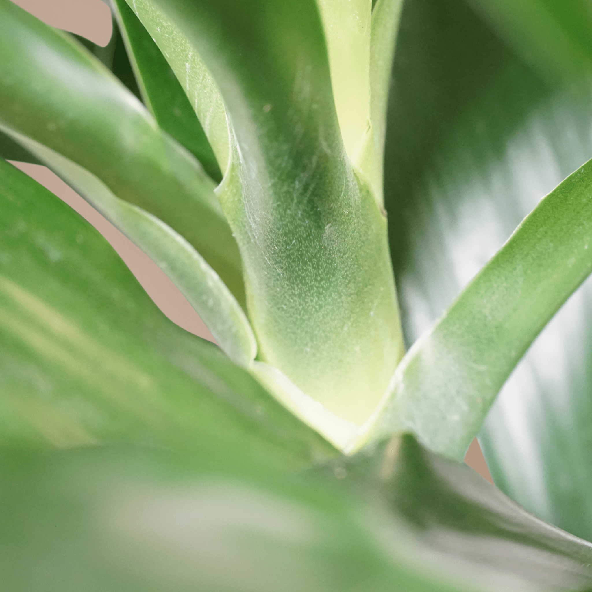 Large Dracaena Janet Craig
