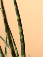 Large Sansevieria Fernwood