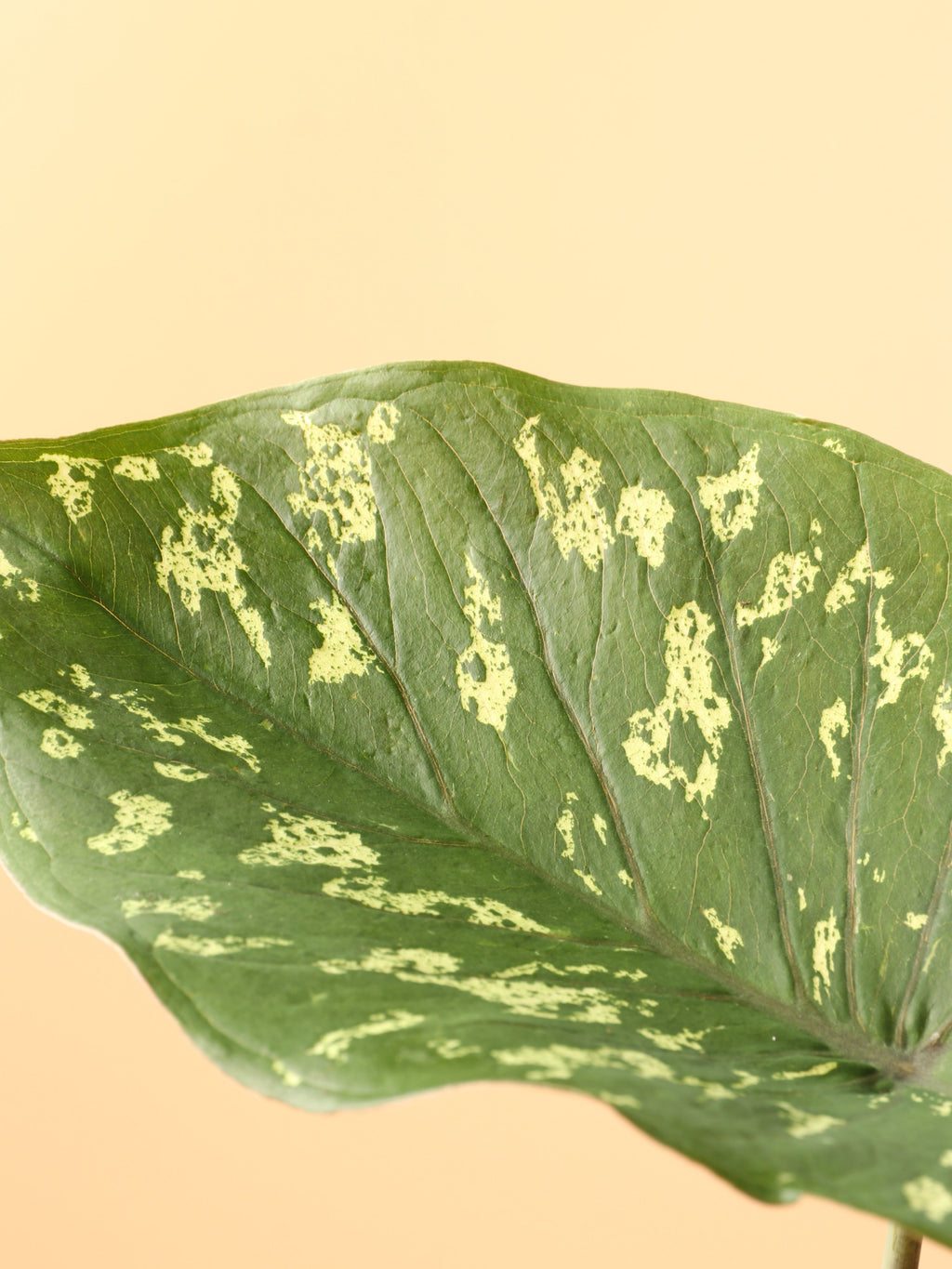 Medium Alocasia 'Hilo Beauty'