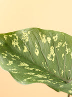Medium Alocasia 'Hilo Beauty'