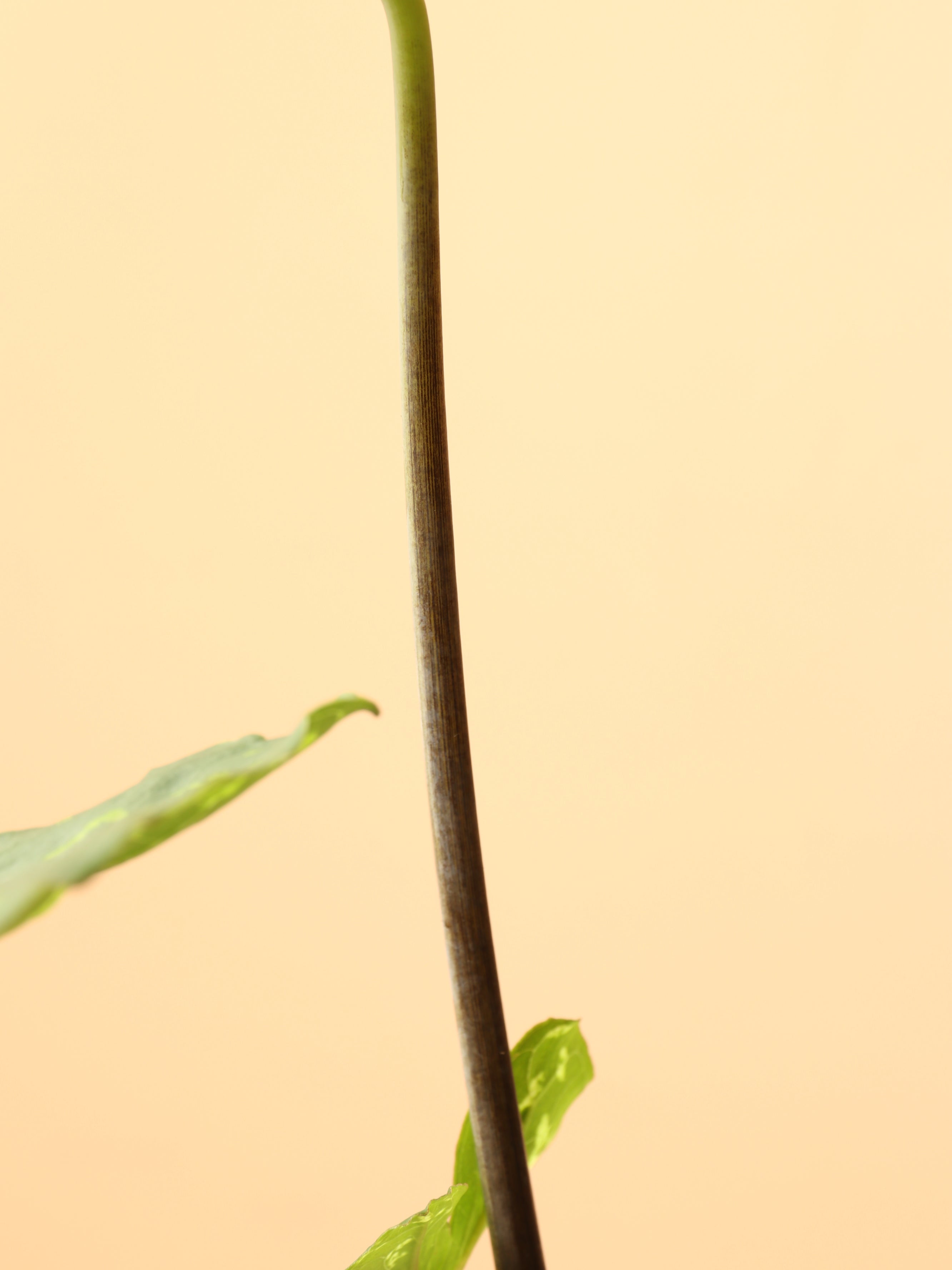 Medium Alocasia 'Hilo Beauty'