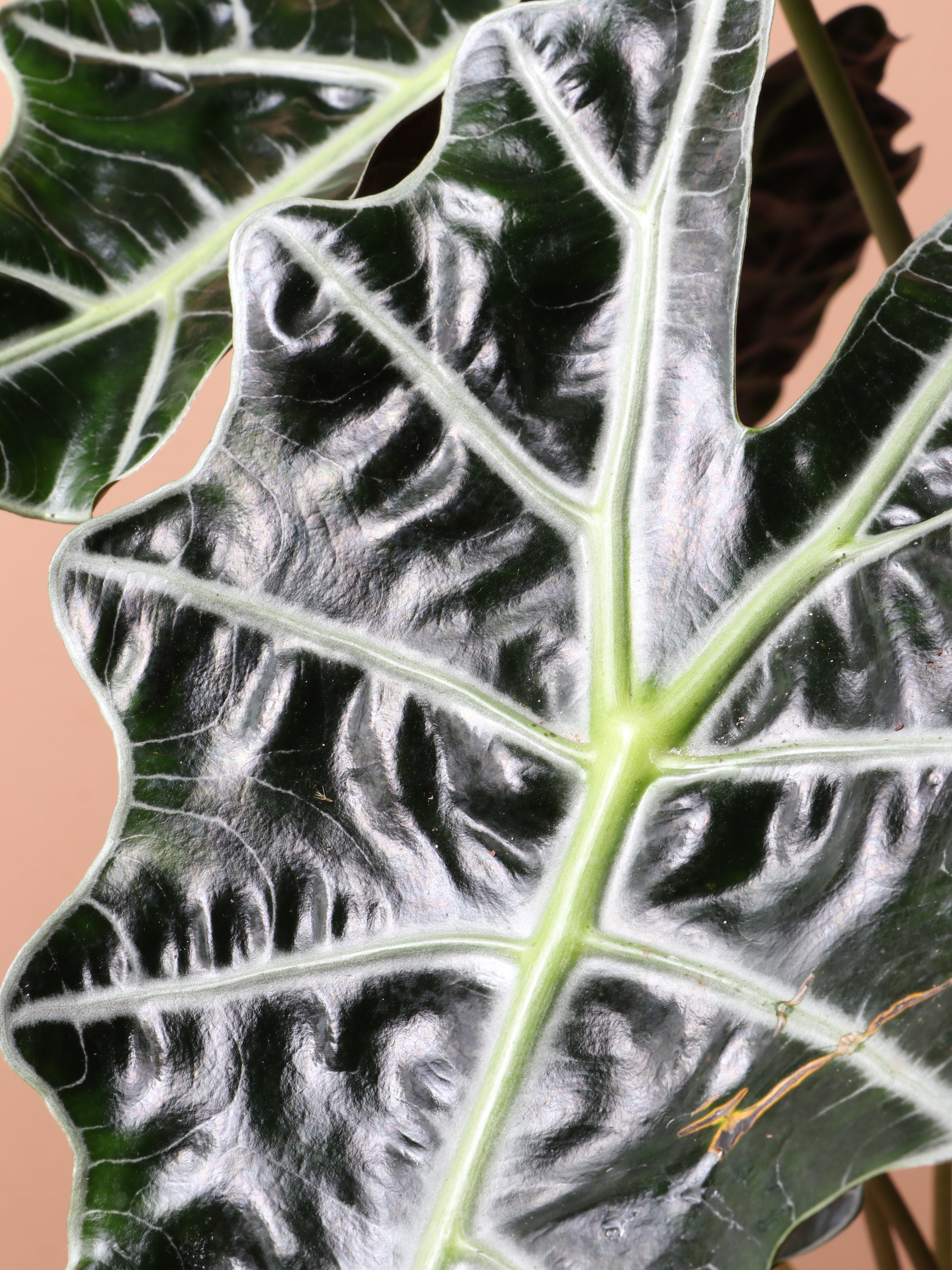Medium Alocasia Polly