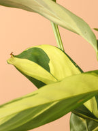 Medium Ctenanthe Lubbersiana