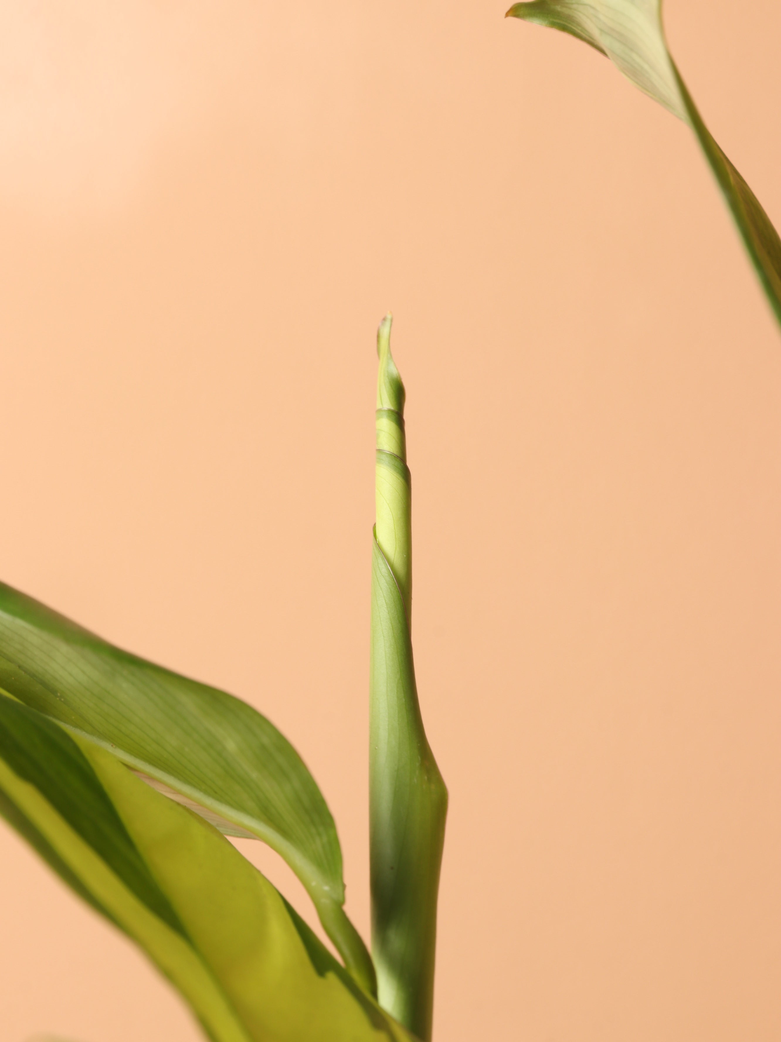 Medium Ctenanthe Lubbersiana