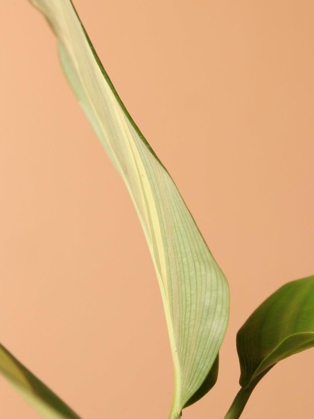 Medium Ctenanthe Lubbersiana