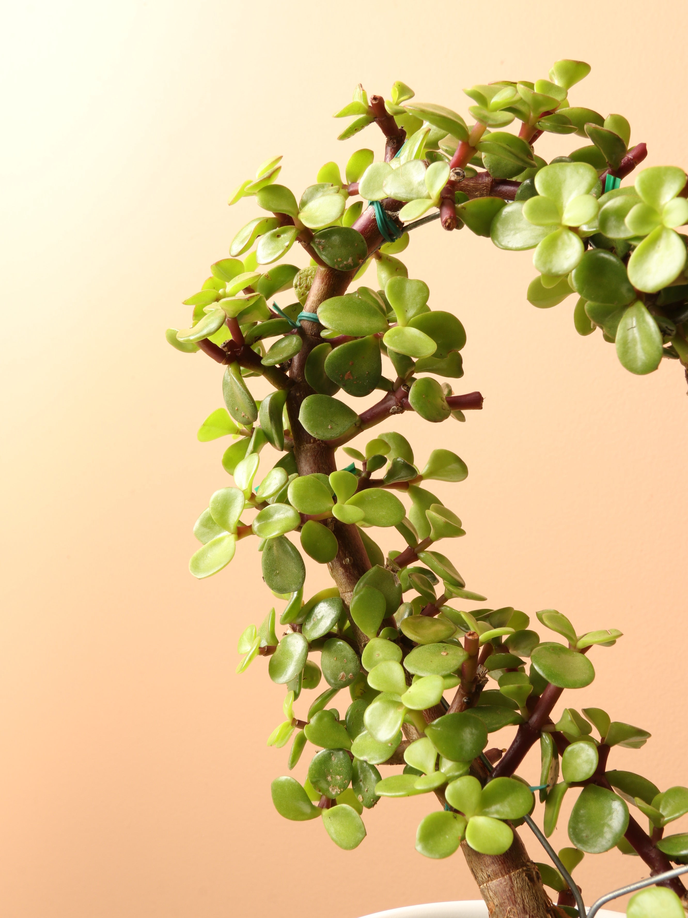 Medium Succulent Heart (Elephant Bush)