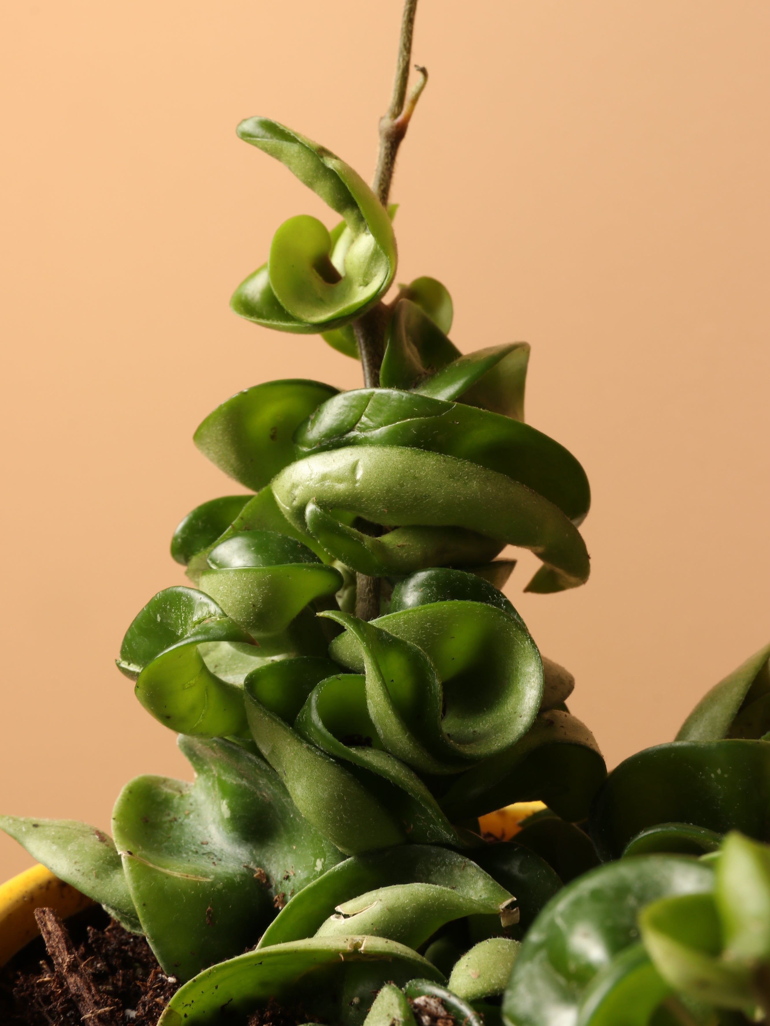 Small Hoya 'Hindu Rope'