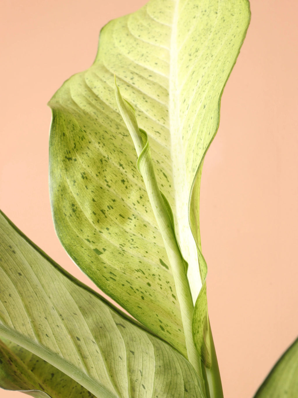 Medium Dieffenbachia 'Camouflage'