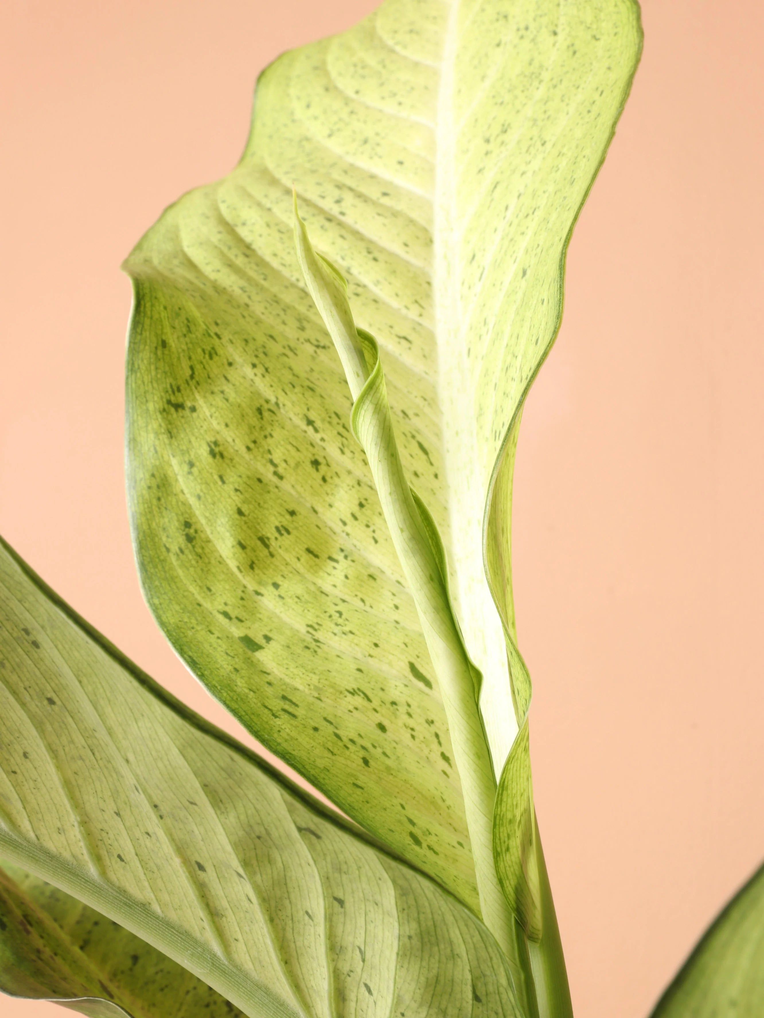 Medium Dieffenbachia 'Camouflage'