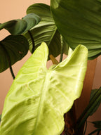 Large Philodendron 'Nangaritense'