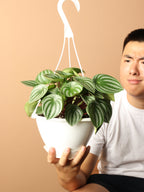 Medium Pretty Turtle Plant (Streptocarpus 'Pretty Turtle')