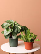 Pet-friendly Plant Bundle