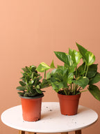 Mother Plant Bundle